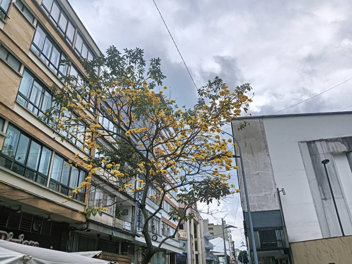 Viernes 31 de enero, las noticias más importantes de Armenia y Quindío