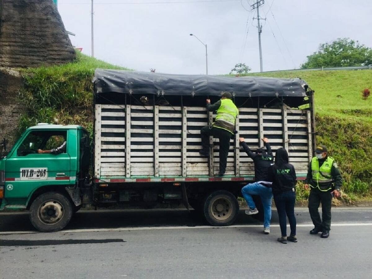 Más de 5 mil visitas realizaron autoridades en Caldas para el control de carnes