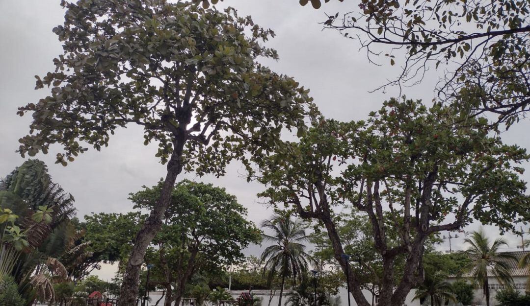 Expertos advierten que el EPA también debe establecer una hoja de ruta para el tratamiento de las especies