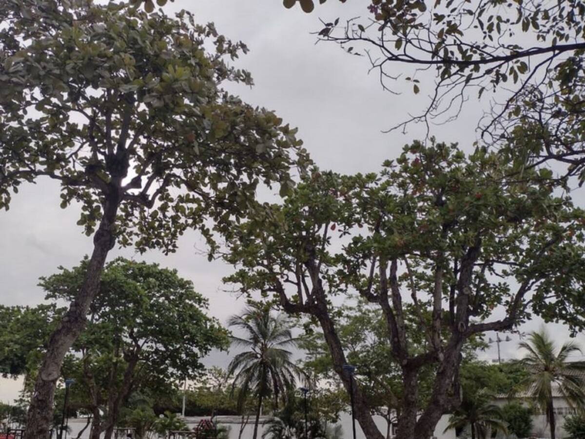 Ambientalistas quieren censo de árboles por licitación pública en Cartagena