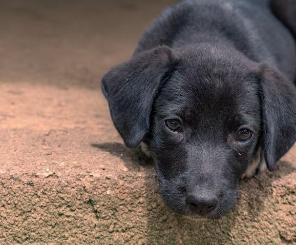 Perros criollos - Getty Images / victor alfonso arguello martinez
