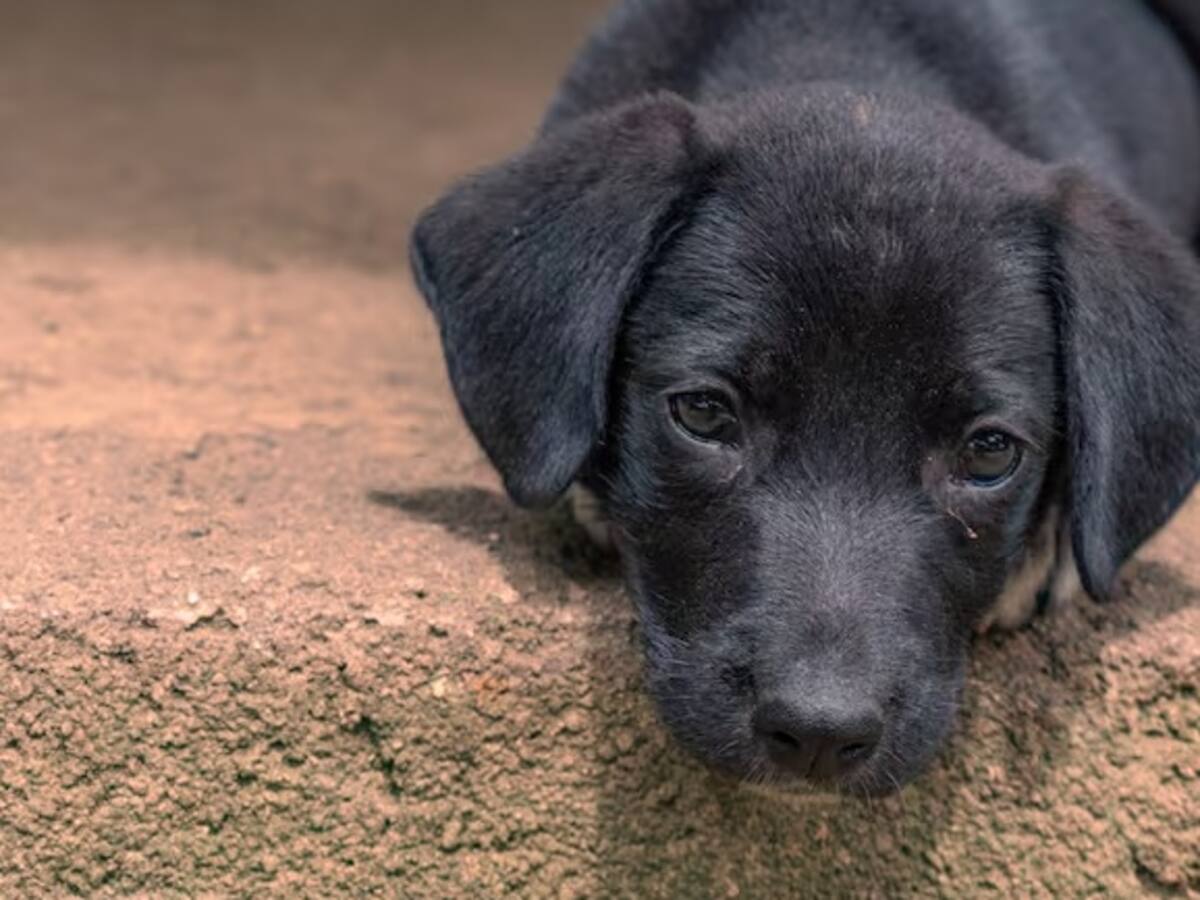 Indignación en La Virginia por nuevos casos de envenenamiento de perros