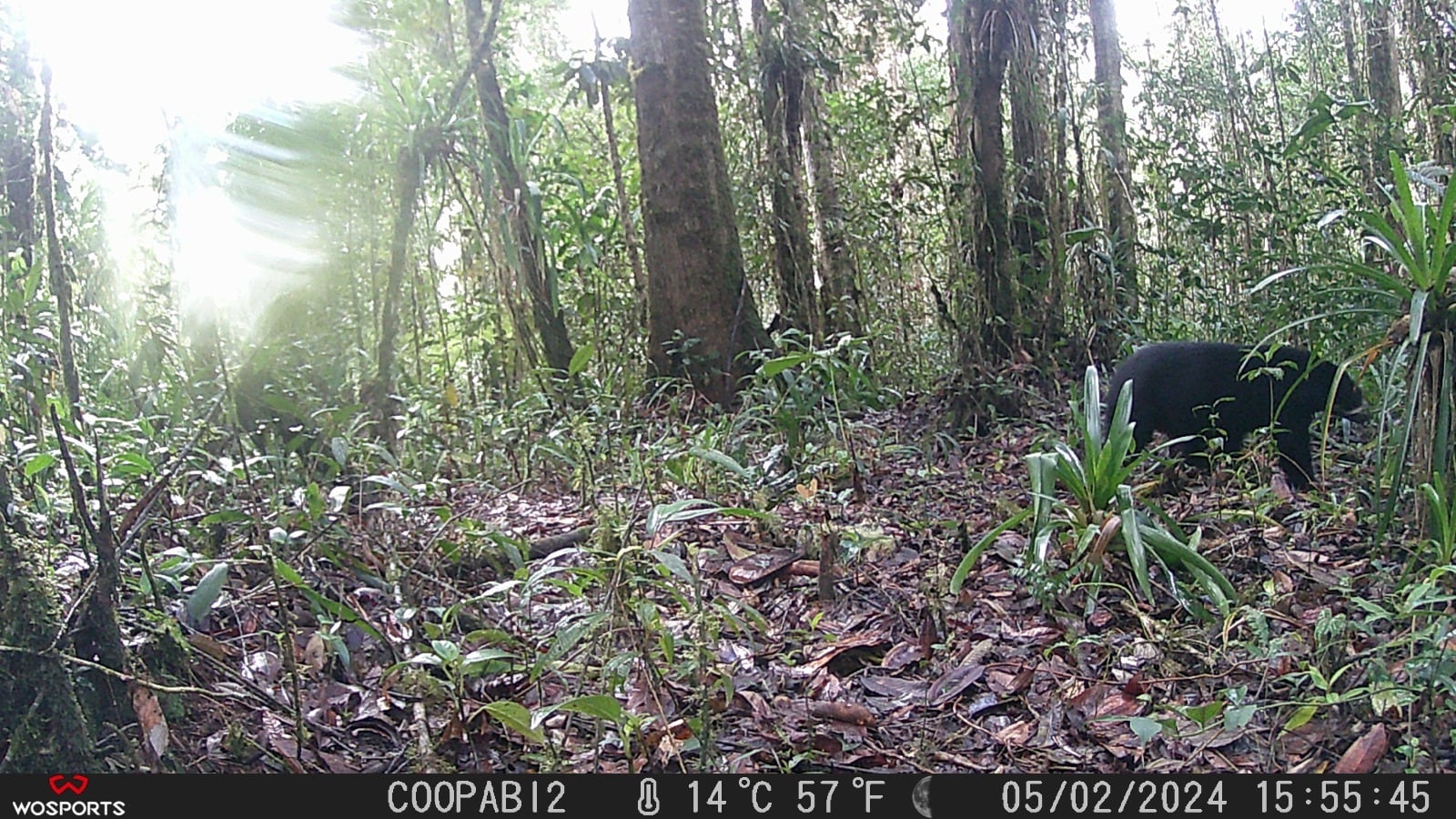 conservación del área de 12 mil hectáreas de bosques.Foto Cortesia