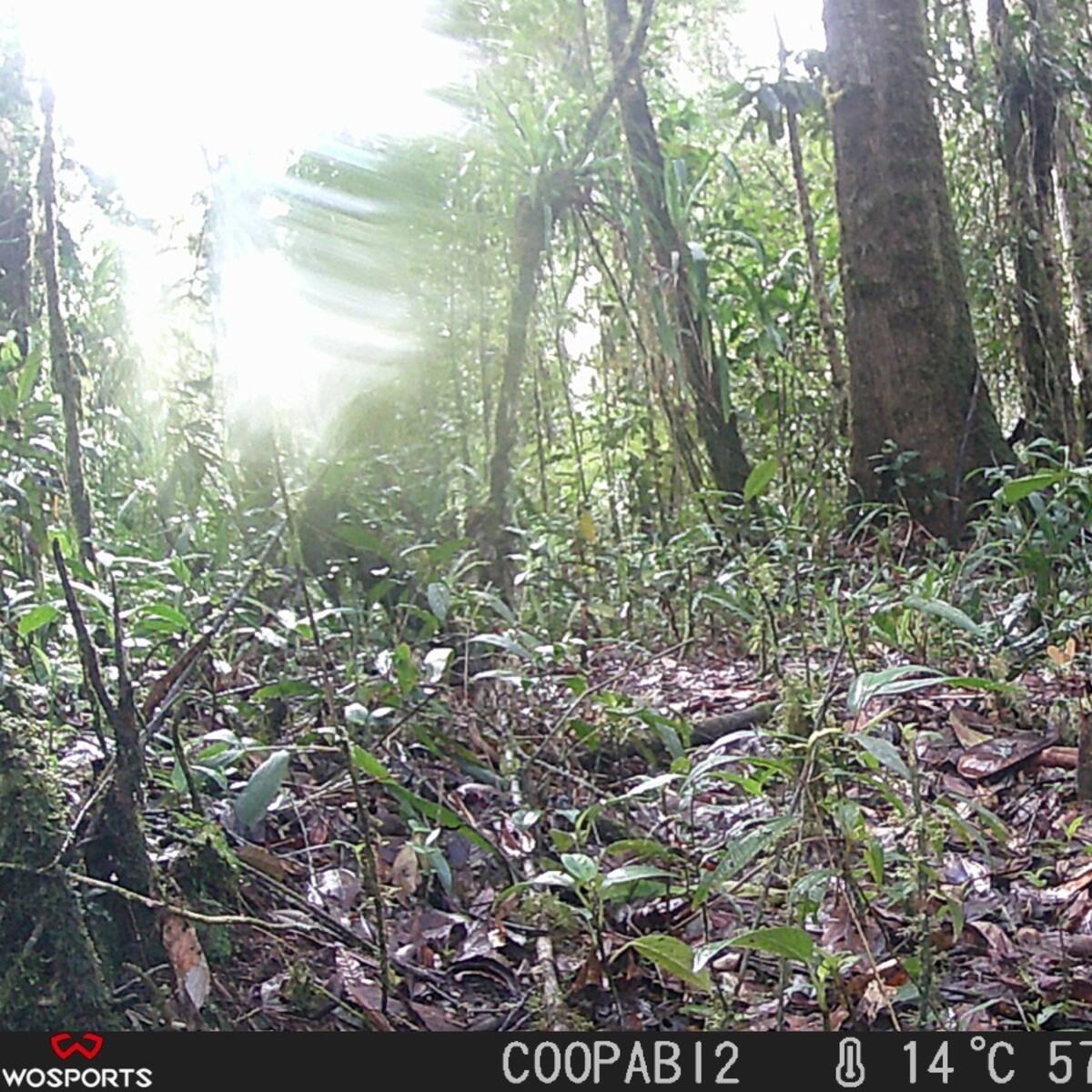 Aumentan registros de osos de anteojos y de otros mamíferos en municipios de Caquetá