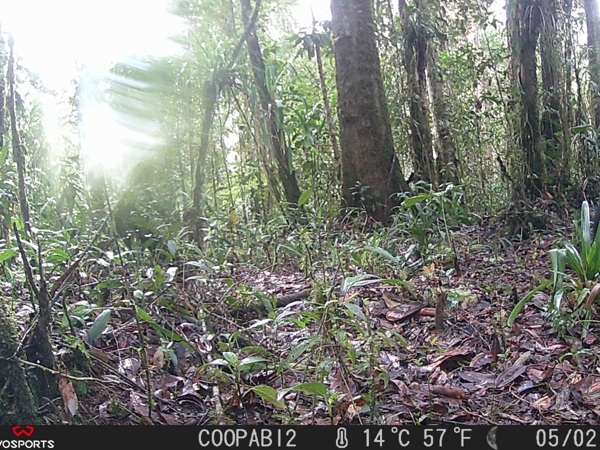 Aumentan registros de osos de anteojos y de otros mamíferos en municipios de Caquetá