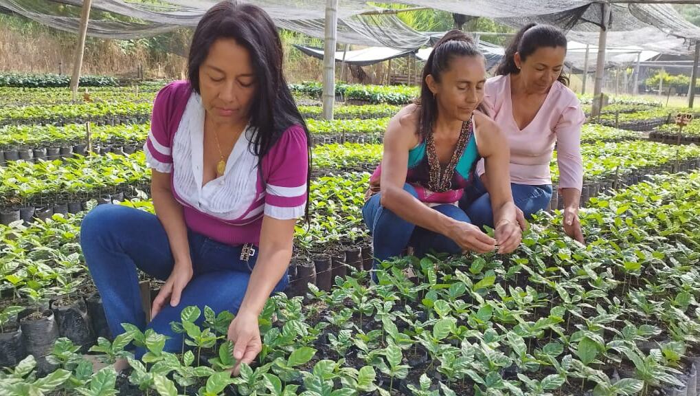 Serán atendidos 6.298 productores de café, 2.427 ganaderos, 1.228 cacaocultores, 915 cañicultores, y 163 productores dedicados actividades de ganadería ovino-caprina.