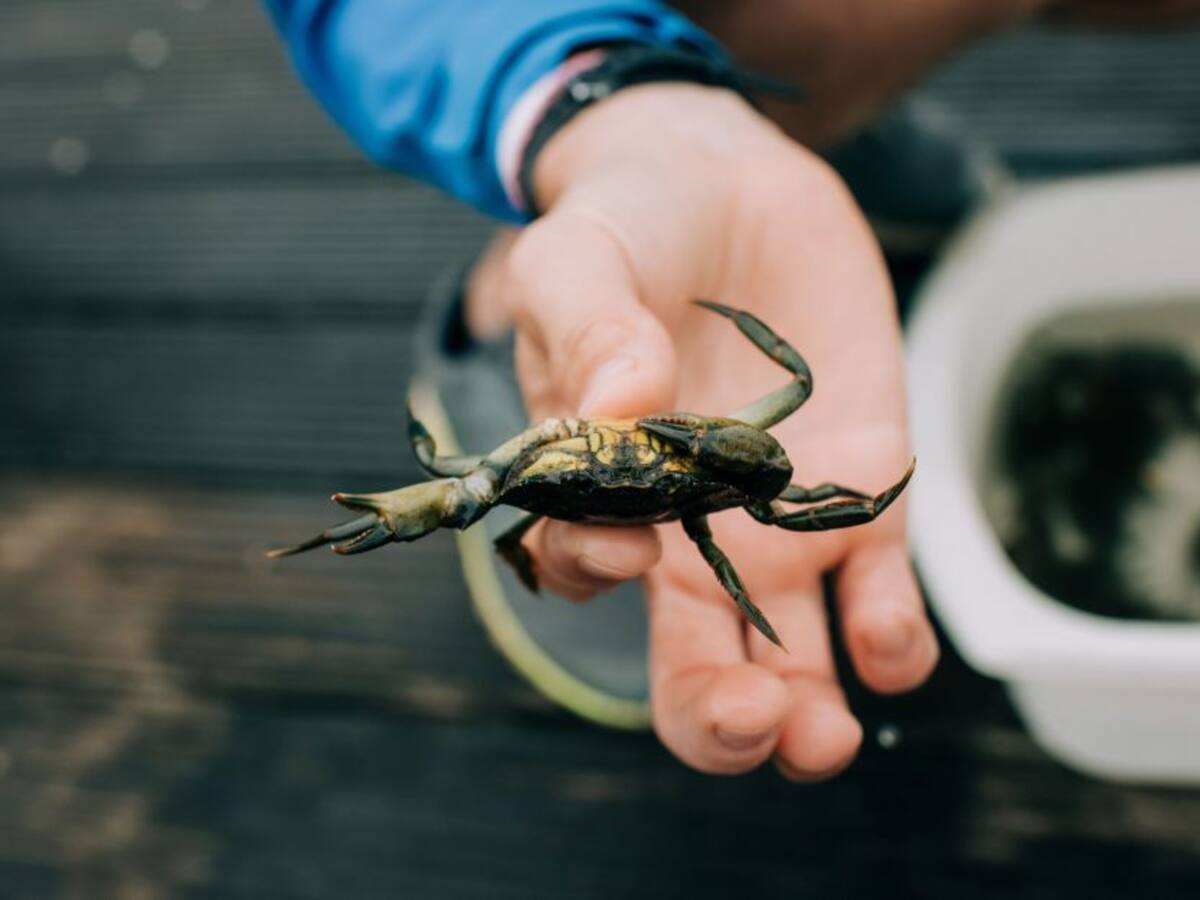 Mujer se fue a la playa y terminó el día con un cangrejo dentro del oído