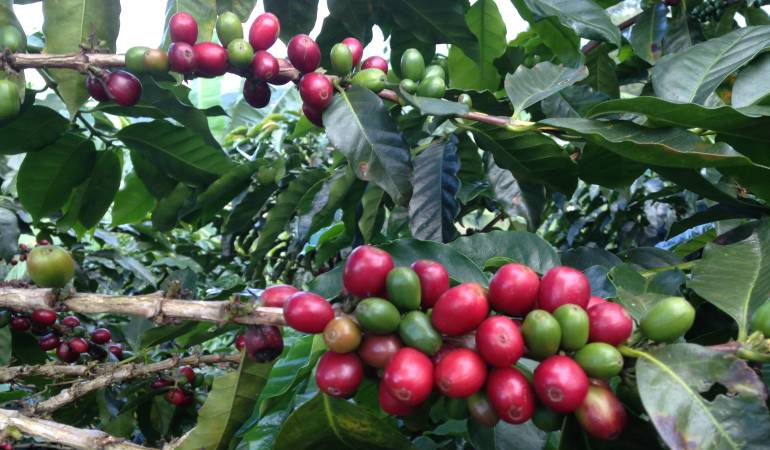 Una máquina ayudará a recolectar el café en Colombia