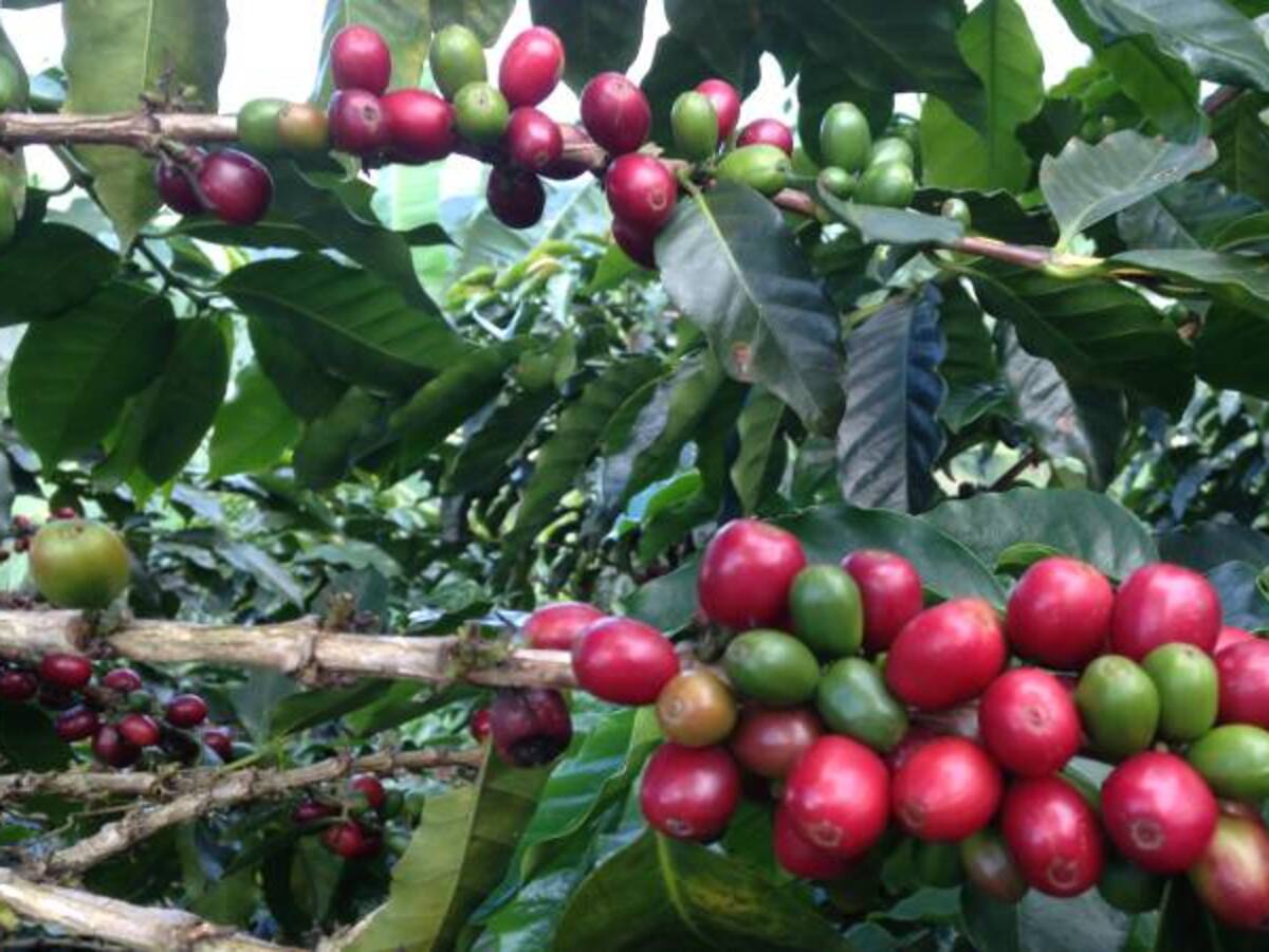 Con tecnología se alivianará la escasez de recolectores en Colombia