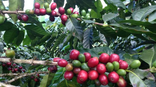 Una máquina ayudará a recolectar el café en Colombia