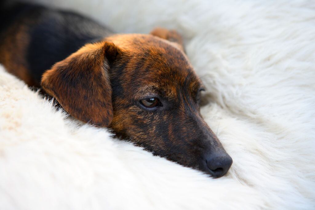 Perro enfermo / Tim Graham/Getty Images)