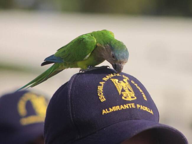 Isla Naval de Manzanillo comprometida con la protección de la fauna