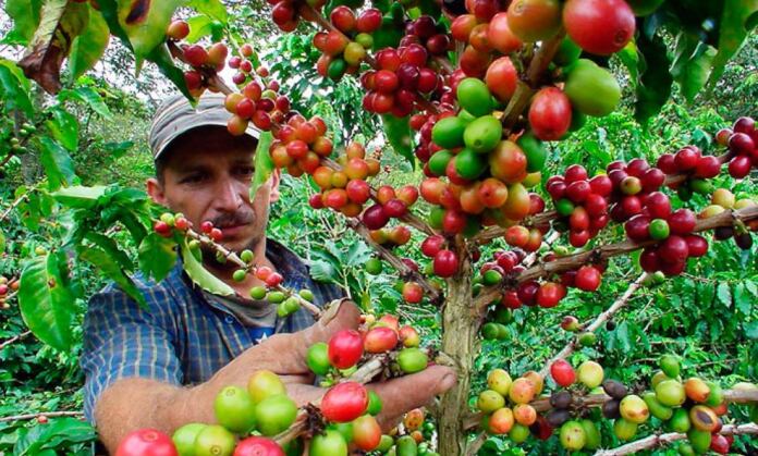 En el departamento del Huila, cerca de 83.000 caficultores hacen parte actualmente de la base de datos de la Federación. Foto Relacionada