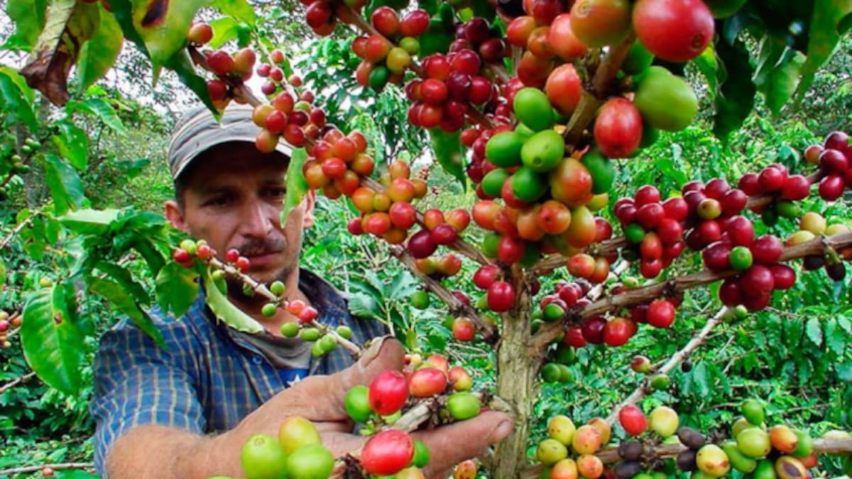 Caficultores del Huila tendrán hasta el 25 de mayo para tramitar su cédula cafetera