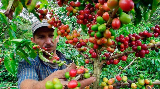 En el departamento del Huila, cerca de 83.000 caficultores hacen parte actualmente de la base de datos de la Federación. Foto Relacionada