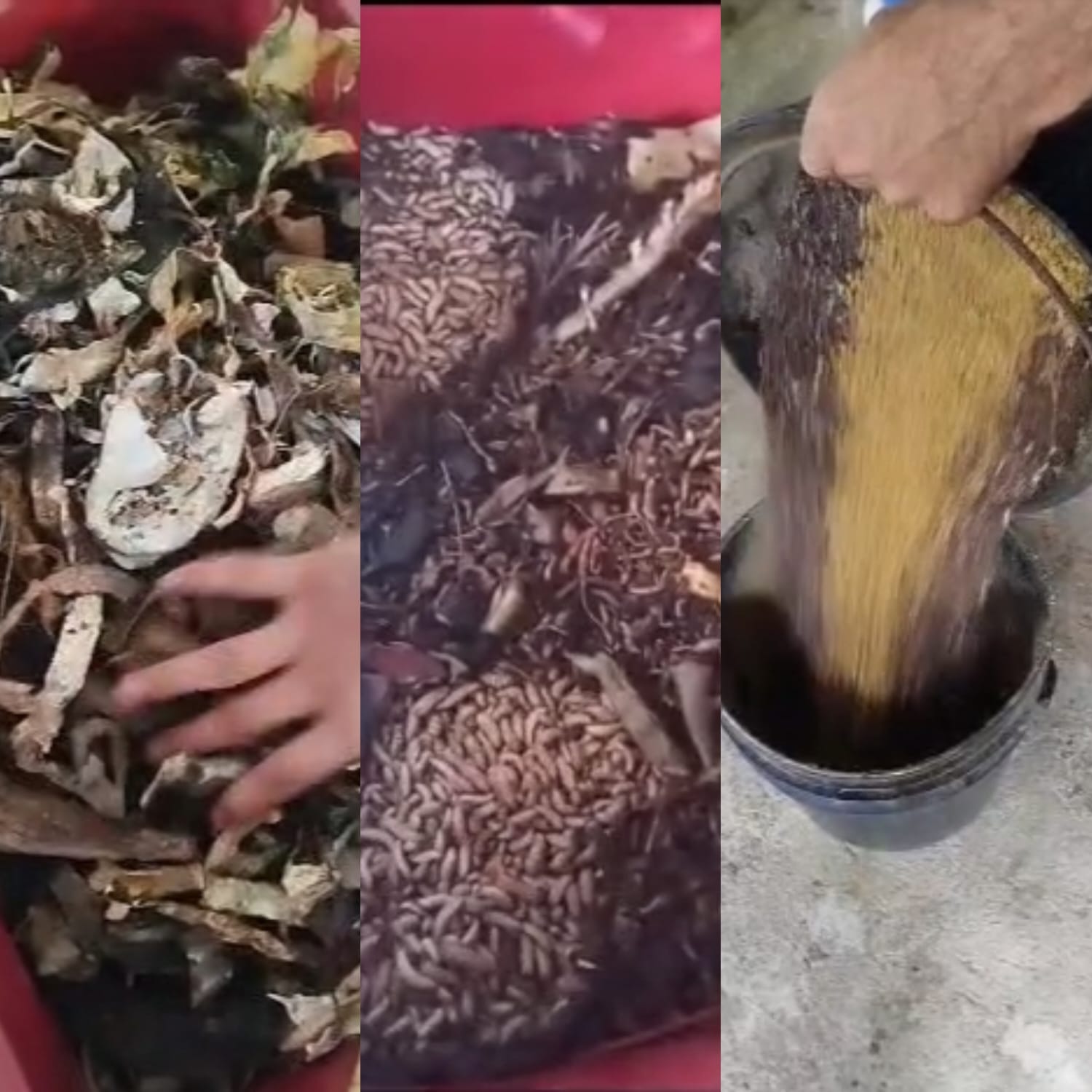 Proceso de transformación de residuos orgánicos / Foto: Cortesía