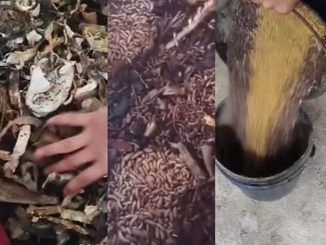 Proceso de transformación de residuos orgánicos / Foto: Cortesía