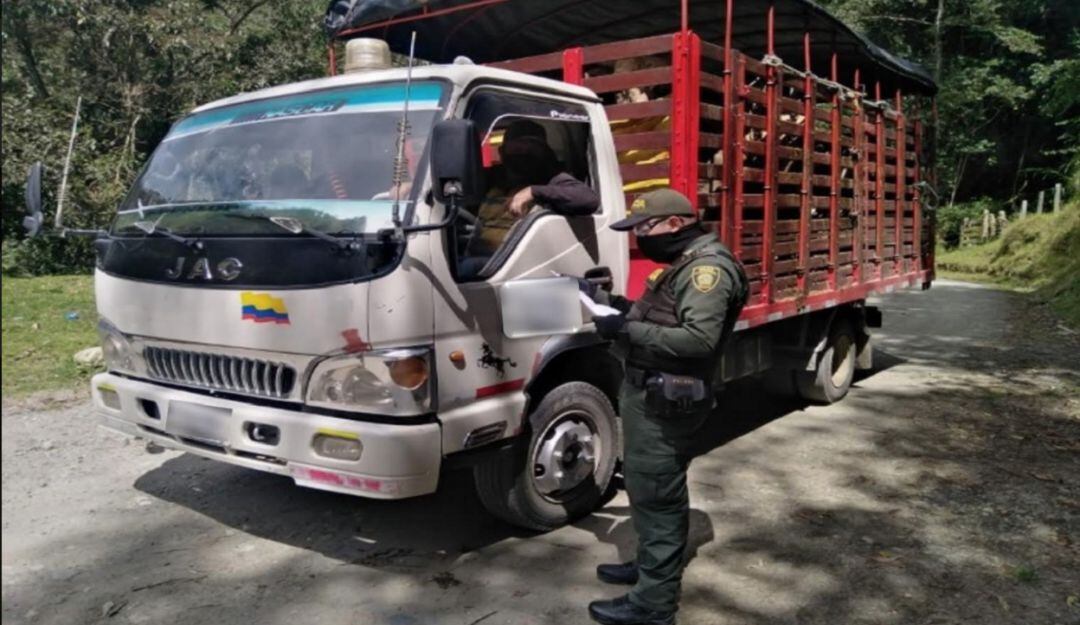 Incautación de semovientes en Marulanda