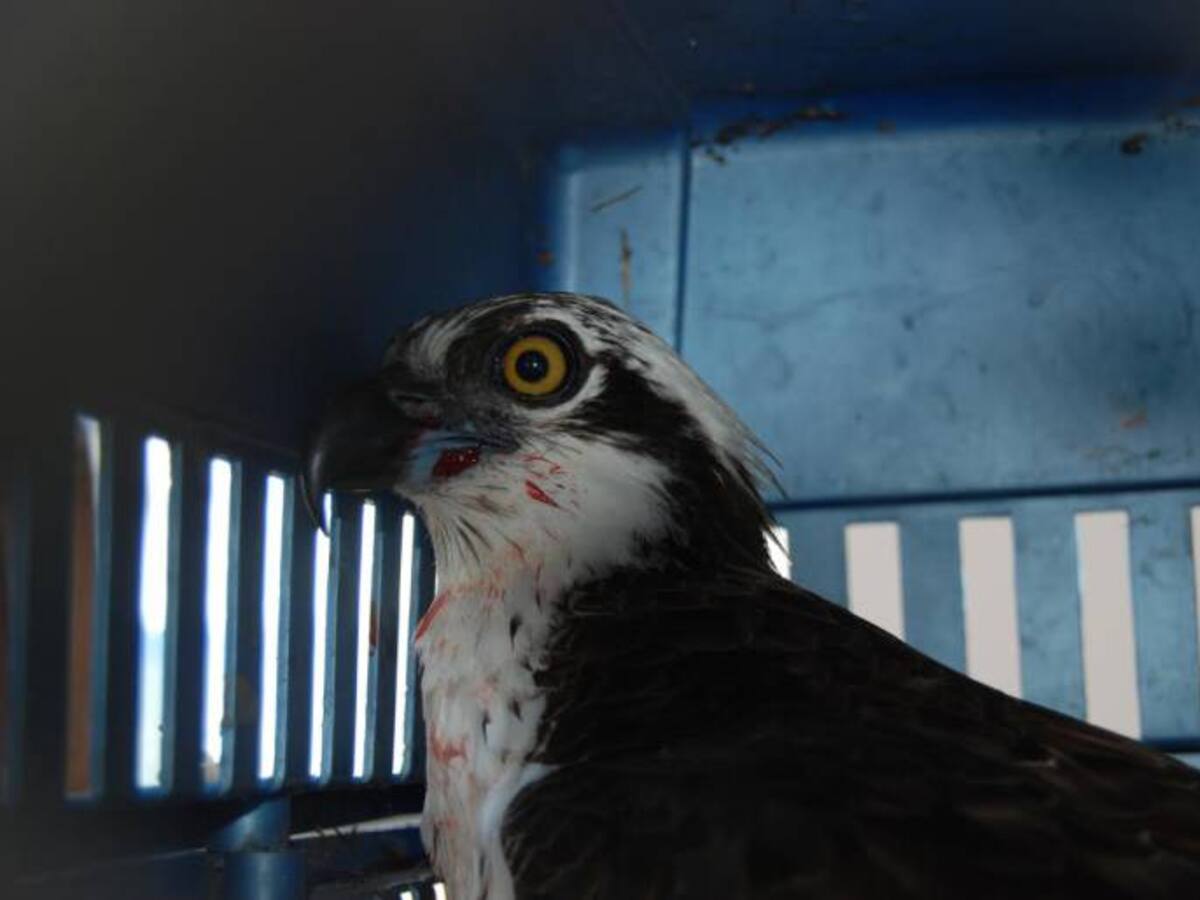 Encuentran dos Águilas Pescadoras de Norteamérica heridas por impacto de bala en Boyacá