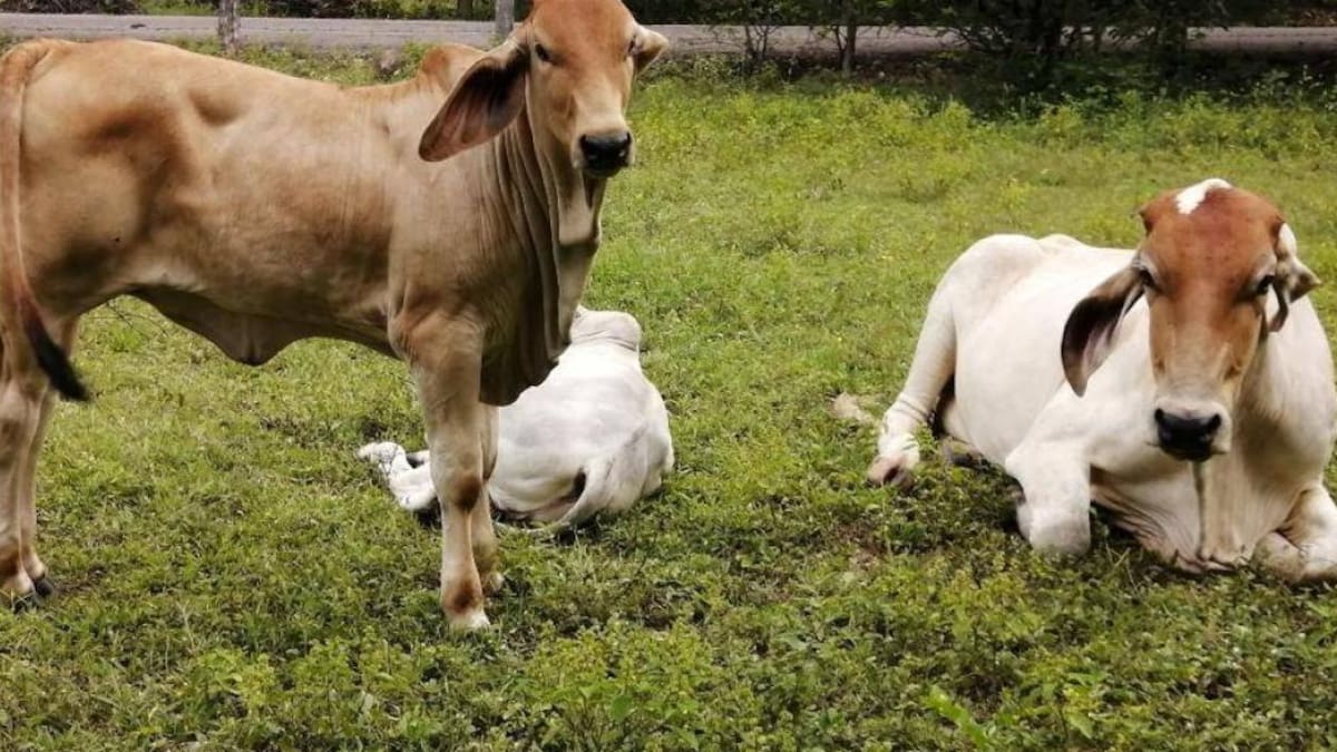 Tragedia en Puerto Caicedo rayo mata 23 vacas y deja a familia en crisis