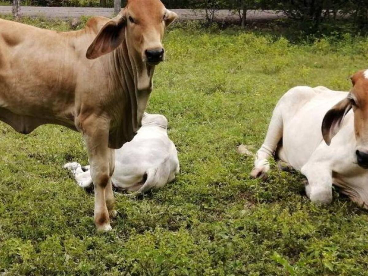 Tragedia en Puerto Caicedo rayo mata 23 vacas y deja a familia en crisis