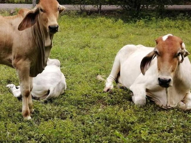 Un rayo mató a 23 vacas que pastaban en un corral. Foto de referencia.