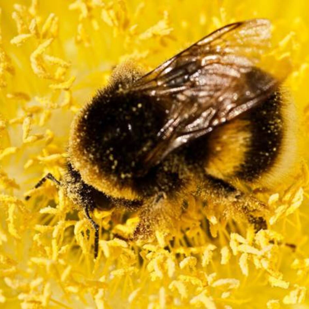 Para salvar las abejas, diálogo entre apicultores y agricultores