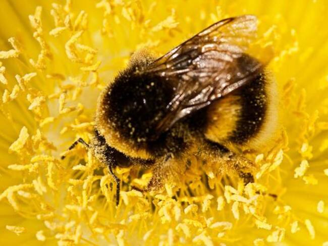 Las abejas deben ser rotegidas