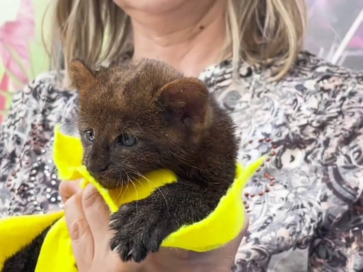 En Quindío, CRQ busca proteger, preservar y conservar en su hábitat al puma yaguarundí