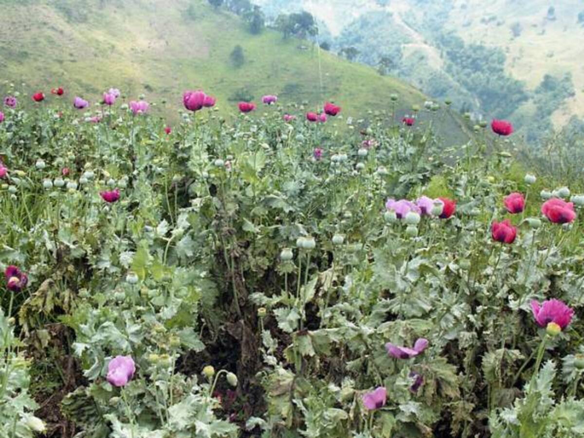 Dos ministros visitarán Cauca para lanzamiento de proyecto del cultivo de cannabis