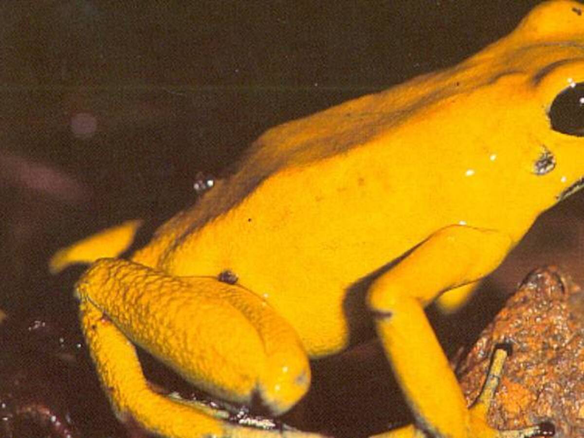 A salvar la Rana Dorada, especie endémica colombiana