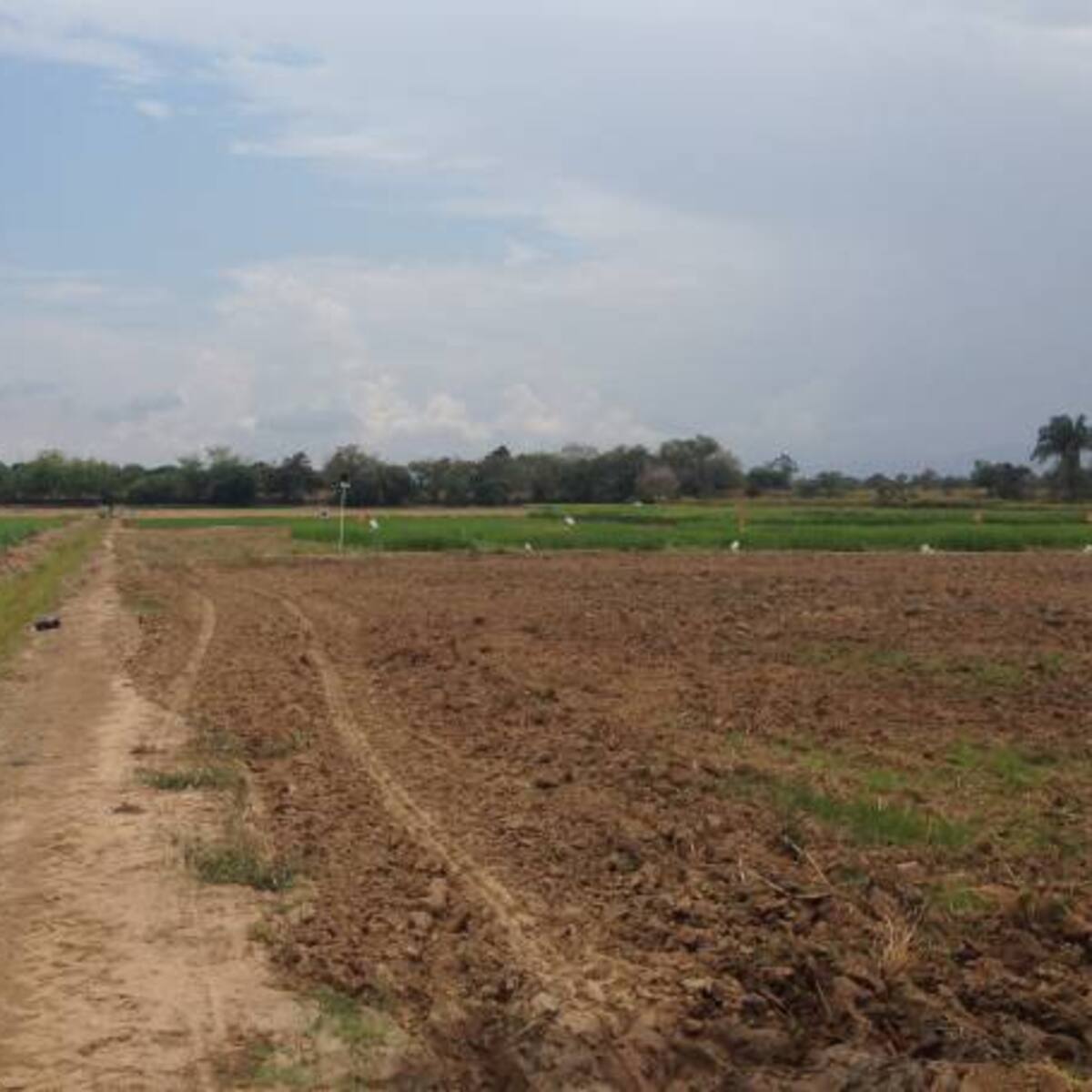 El banco aliado del campo colombiano