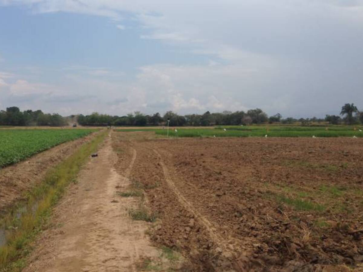 El banco aliado del campo colombiano