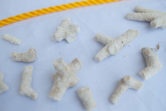 Guarderías de coral entre 10 a 12 meses para luego ser plantados en las zonas a restaurar