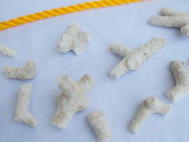 Guarderías de coral entre 10 a 12 meses para luego ser plantados en las zonas a restaurar