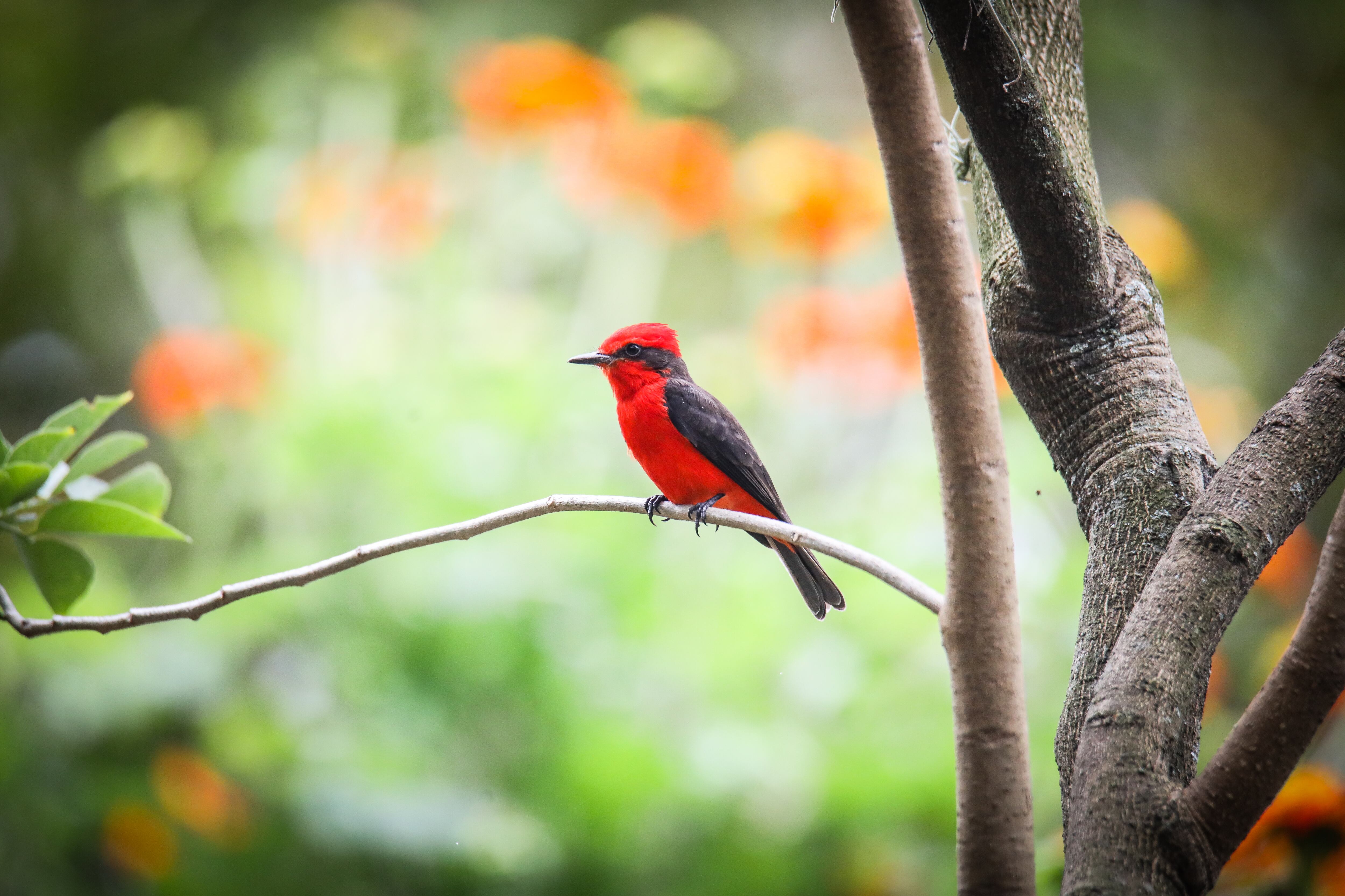 Churrinche, Colombia (Getty Images)