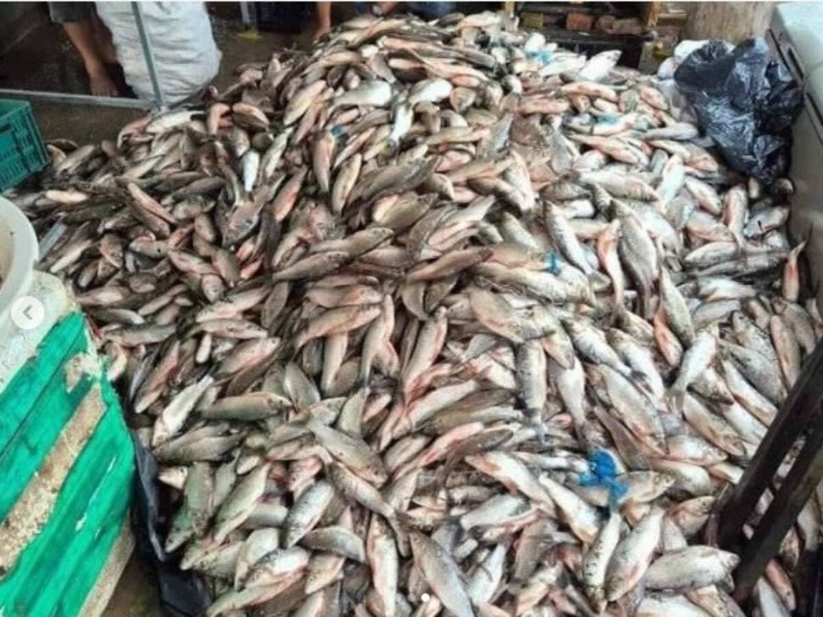 ¡Pescado si hay! Las lluvias están beneficiando la pesca en Santander