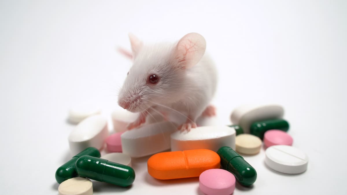 Investigadores eliminan cáncer de páncreas en ratones, ¿se abre la puerta a tratamiento en humanos?