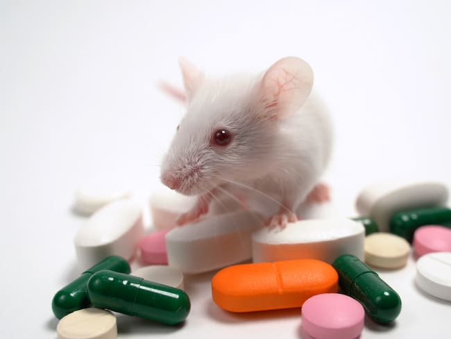 Por primera vez en la historia se logró una curación completa en el cáncer de páncreas más común pero en ratones.
(Foto: Getty)