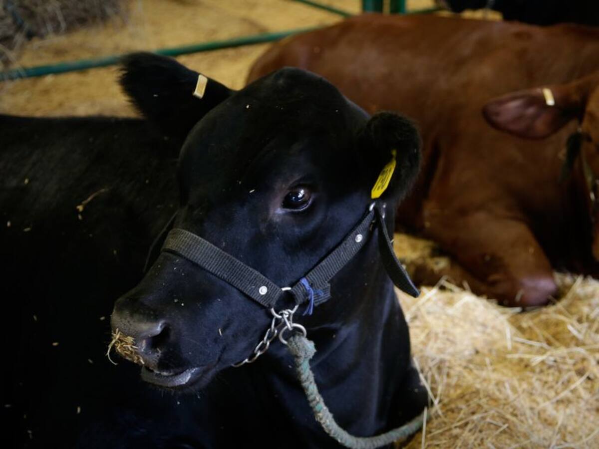 Así es el registro electrónico del ganado para disminuir el abigeato