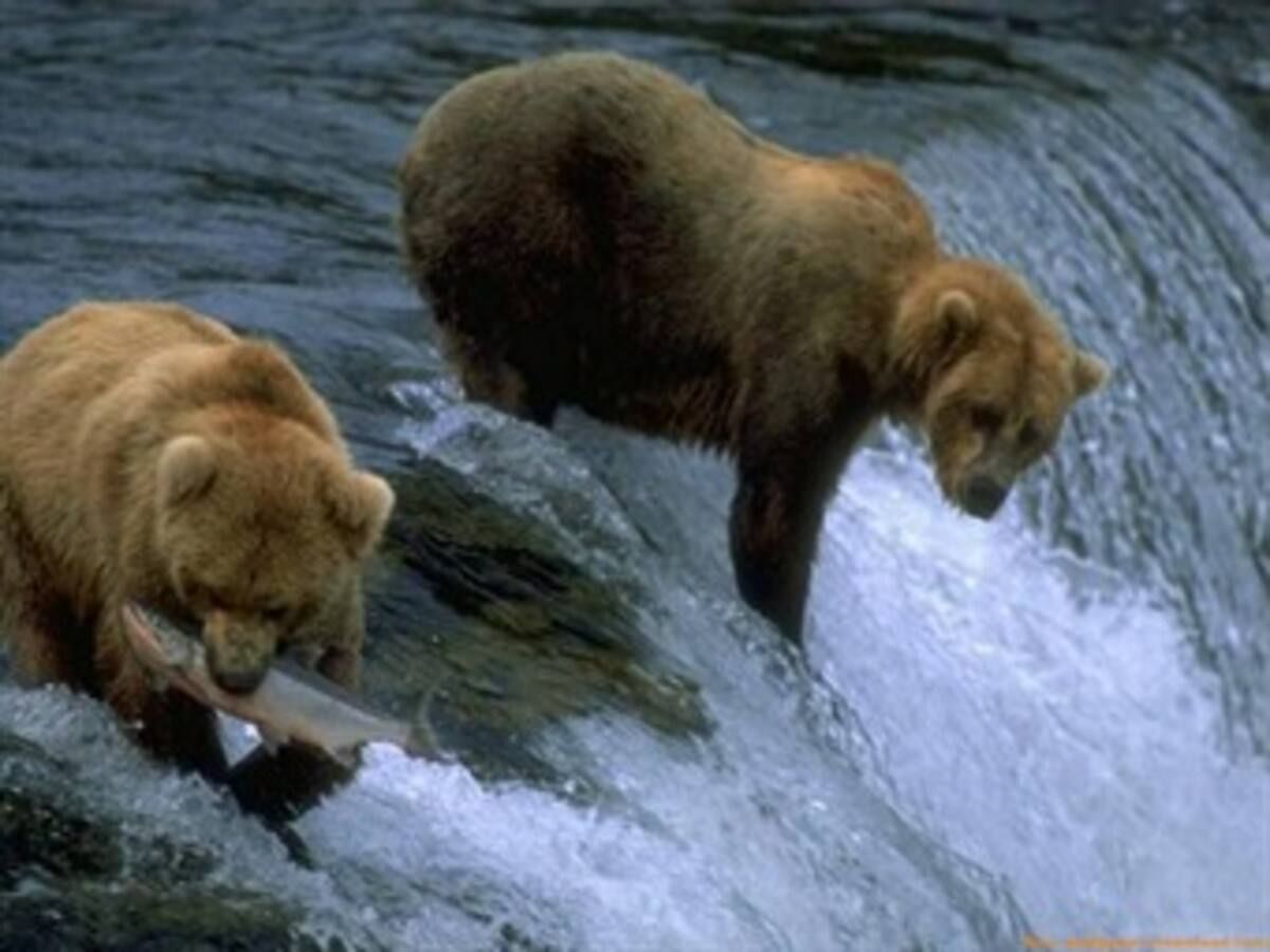 Latinoamérica destaca financiación como pilar para proteger la biodiversidad