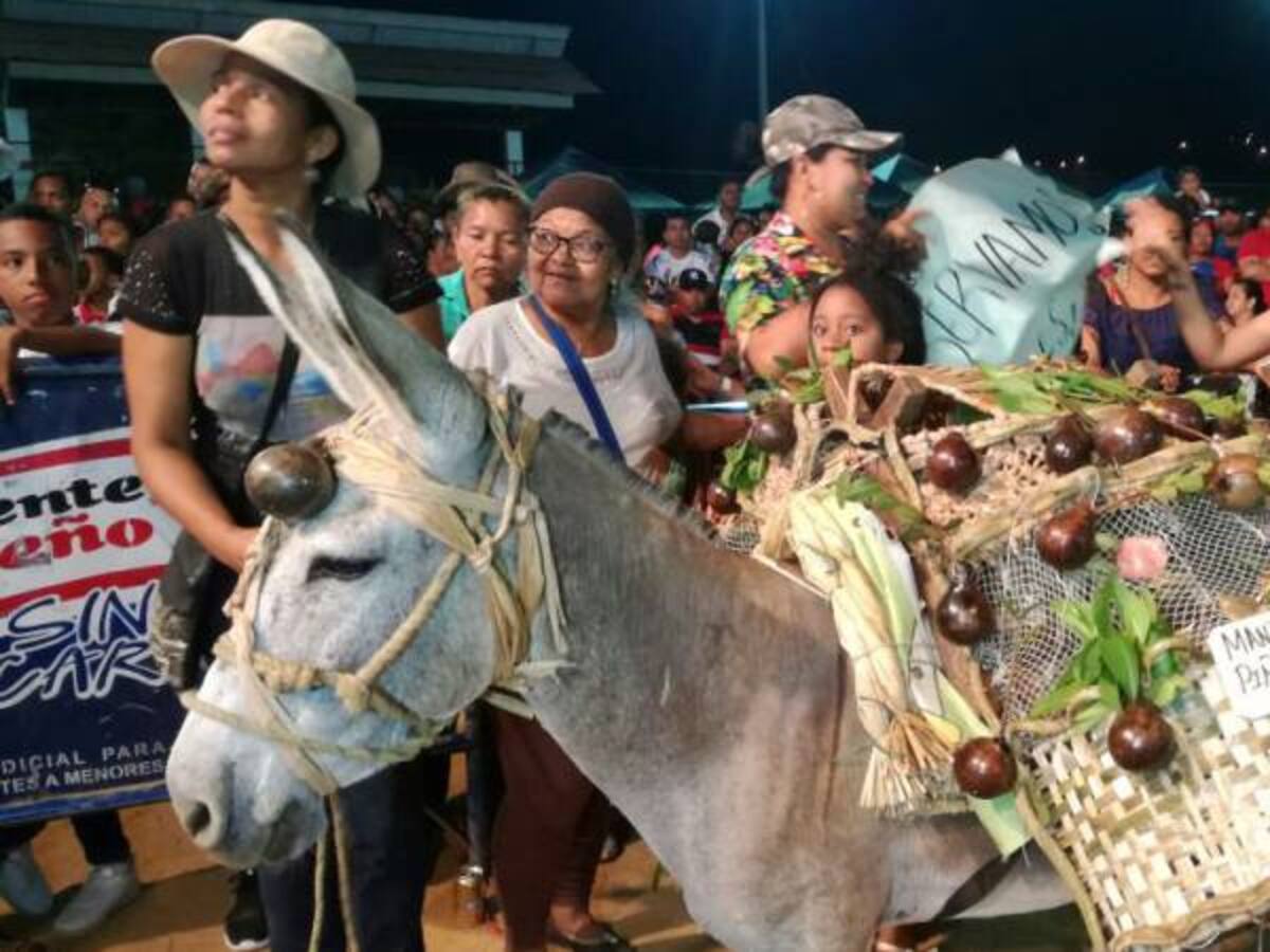 Un burro ambientalista ganó el Festival de San Antero