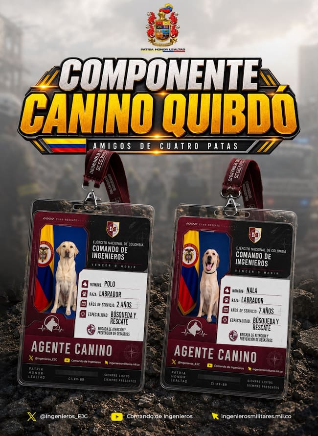 Pastores belga y labradores: los perros que buscan víctimas entre los escombros del terremoto en Colombia. Foto: suministrada.