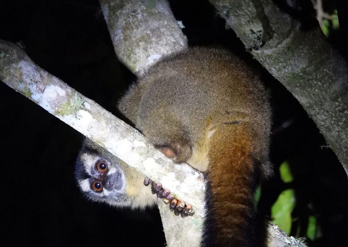 Mono nocturno hallado muerto en Palermo dio positivo para fiebre amarilla, confirmando la circulación del virus en el Huila. Foto referencia.