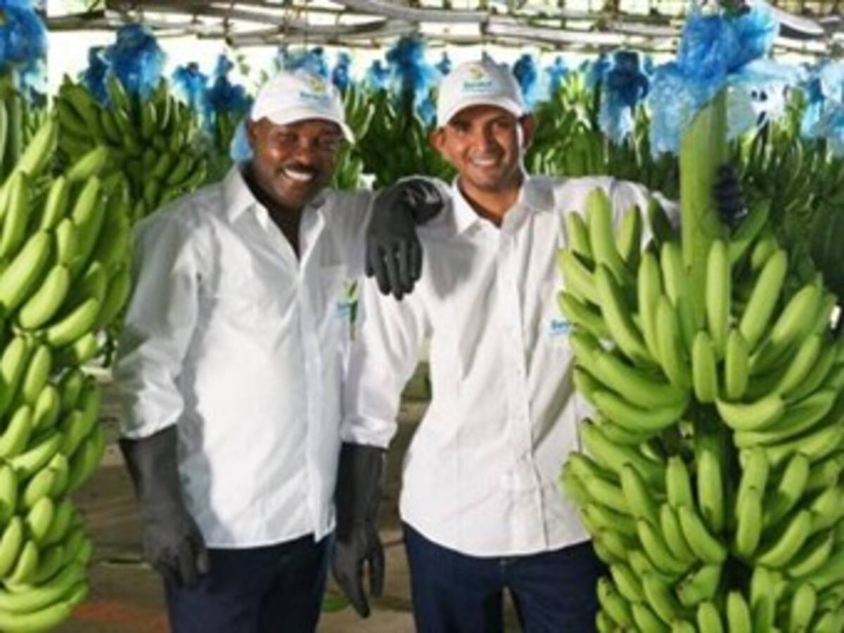 "El sector bananero no se presta para hacer un bochinche en Urabá": Bananeros