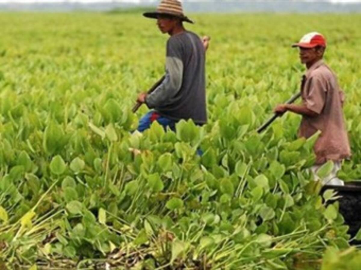 Al menos 80% de tierras despojadas se devolverían de forma administrativa