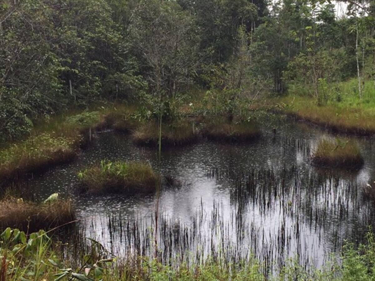 Ecopetrol no ha dimensionado la magnitud del daño: Leonardo Granados