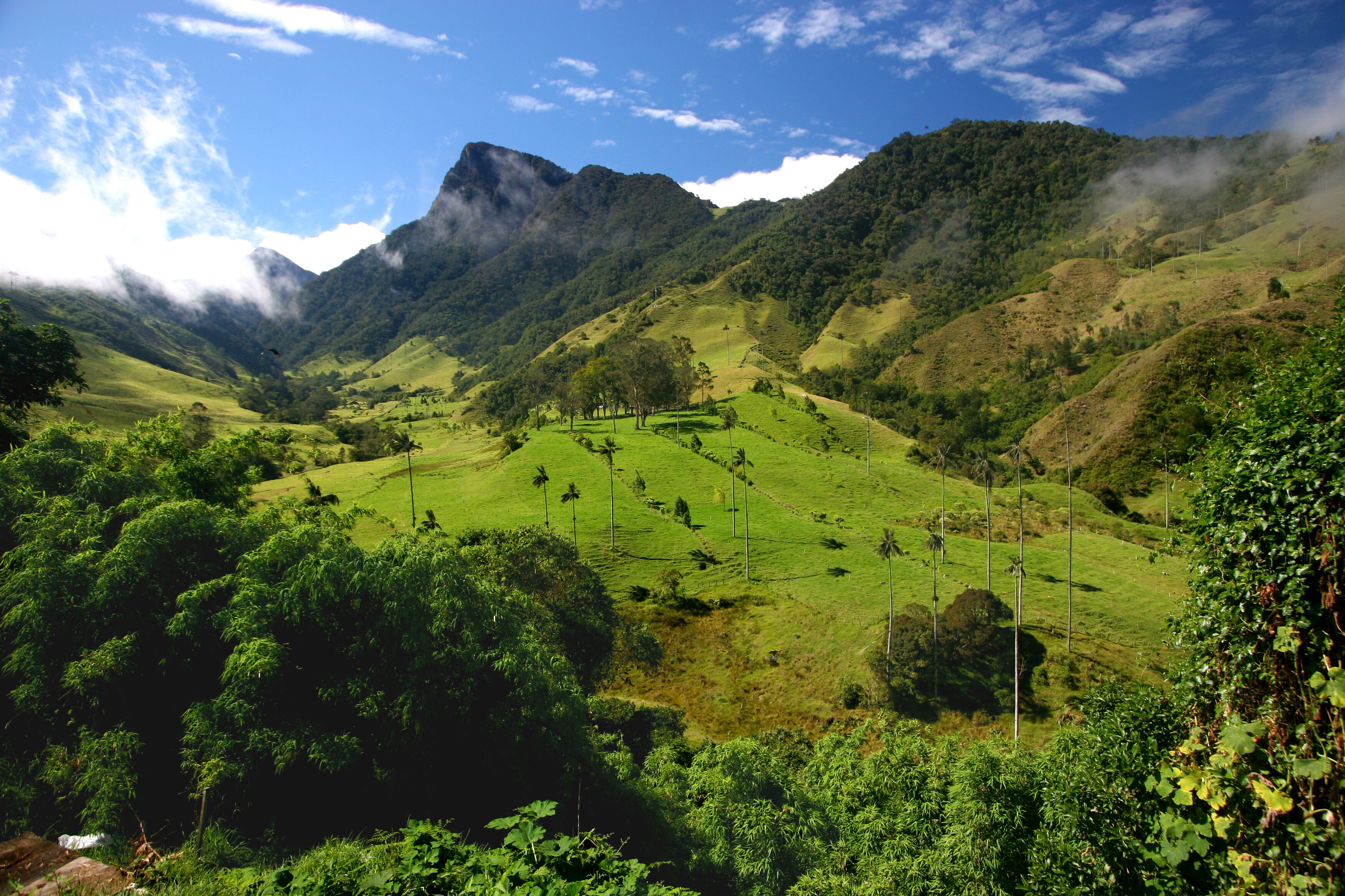 Valle del Cocora, Colombia - Getty