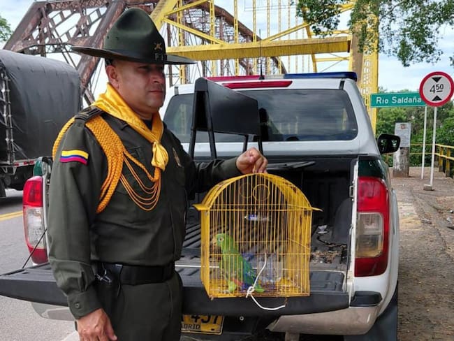 Incautan tres aves silvestres en operativos contra el tráfico ilegal de fauna en Coyaima