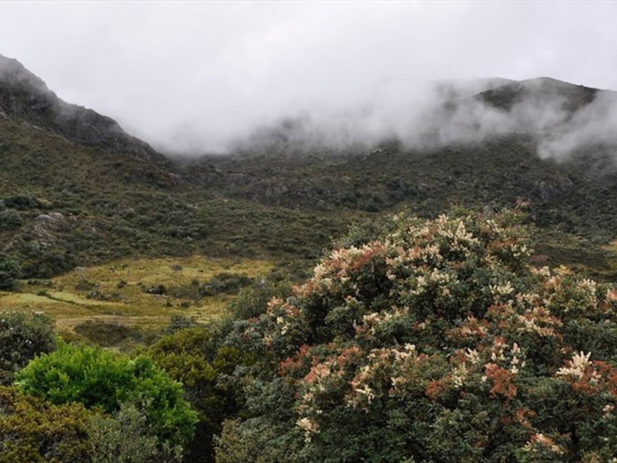 Piden a la Anla suspender entrega de licencias ambientales en el páramo de Santurbán